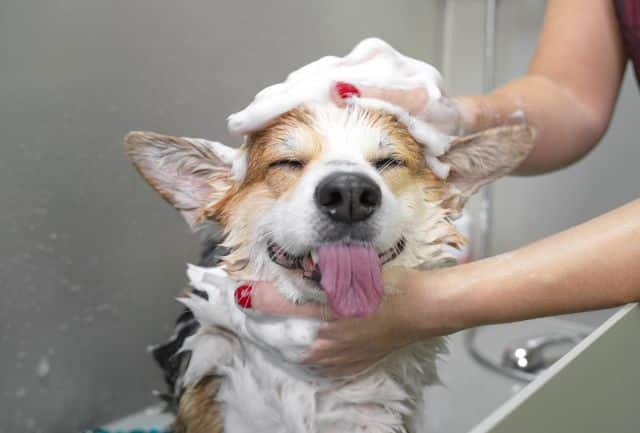 Descubre qué tan bien cuidas a tu mascota