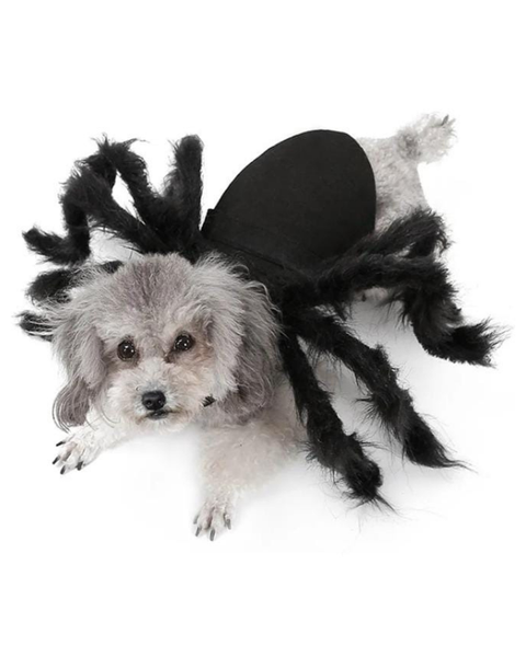 Disfraz De Araña De Halloween Para Perros Y Gatos