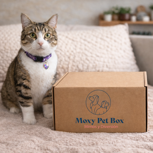 Caja Suscripción Para Gatos