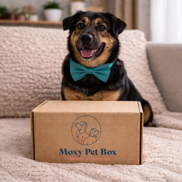 Caja Suscripción Para Perros