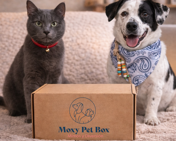 Caja Suscripción Para Perro Y Gato