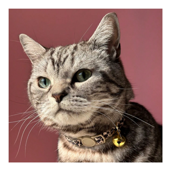 Collar Ajustable Estampado Leopardo Para Gatos Y Perros Pequeños