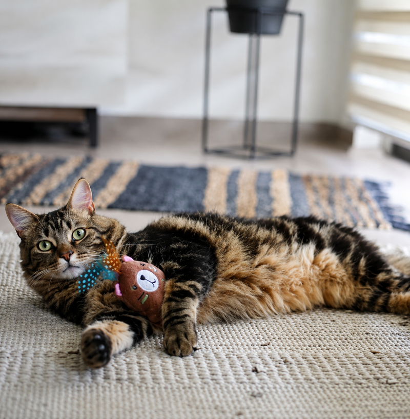 BRNX Juguete Oso Boho Para Gatos