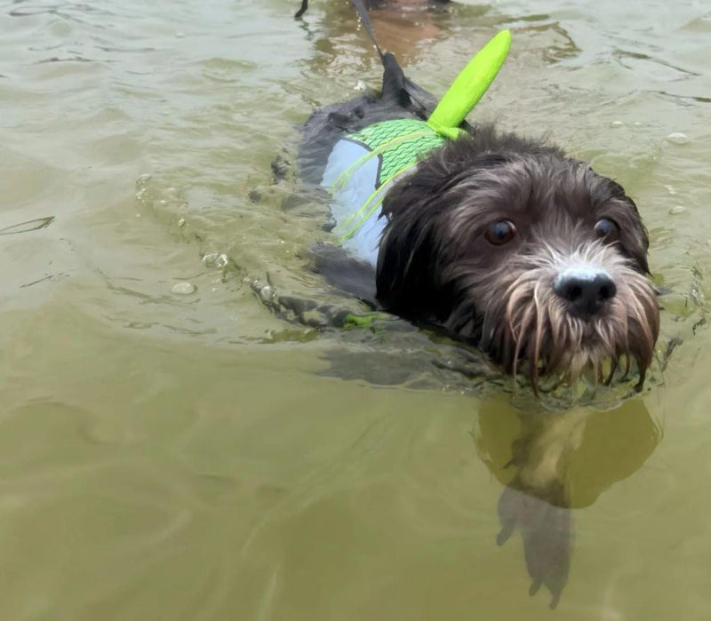 Chaleco Salvavidas De Tiburón - Azul - Moxy Pet Box