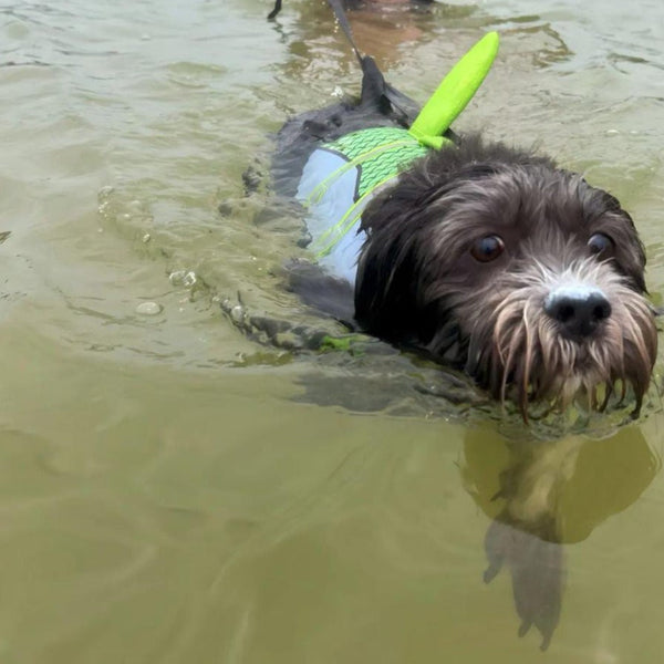 Chaleco Salvavidas De Tiburón - Azul - Moxy Pet Box