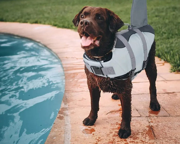 Chaleco Salvavidas De Tiburón - Gris - Moxy Pet Box