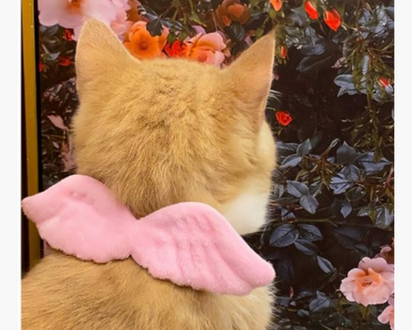 Collar Diseño De Alas Para Perros Y Gatos