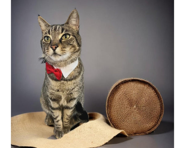 Corbatín Negro Para Perro/Gato - Moxy Pet Box