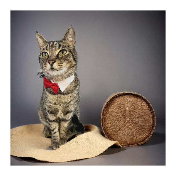Corbatín Rojo Para Perro/Gato - Moxy Pet Box