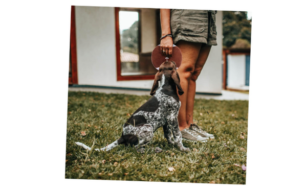 Pelota De Rugby Para Perros - Moxy Pet Box