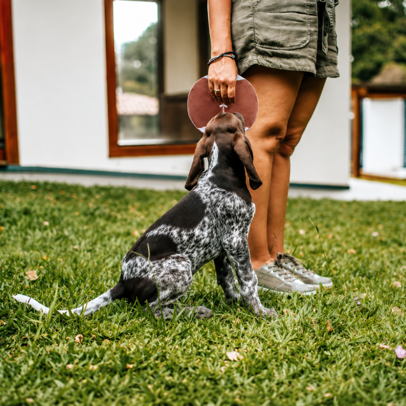 Pelota De Rugby Para Perros