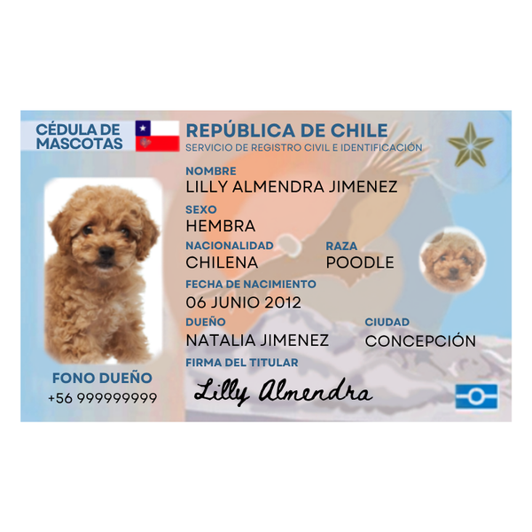 Caja Suscripción Para Perro Y Gato