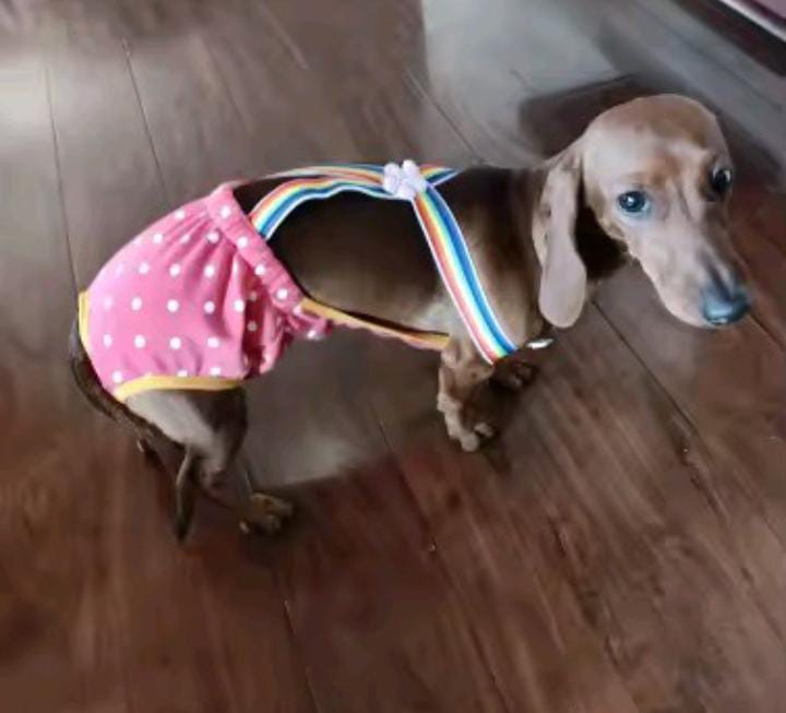 Calzón Higiénico Para Celo E Incontinencia Para Mascotas  - Rosado
