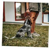 Pelota De Rugby Para Perros - Moxy Pet Box