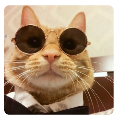 Gato con lentes redondos best sale